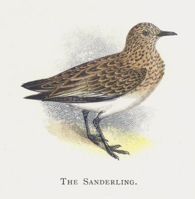 Sanderling af Alexander Francis Lydon